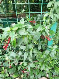 Image result for Petiveriaceae