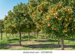 Image result for Citrus reticulata