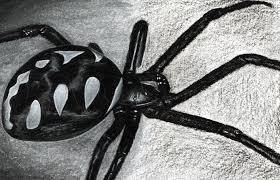 They live in warm climates and the females are larger than the males. How To Draw A Black Widow Spider Step By Step Drawing Guide By Finalprodigy Dragoart Com