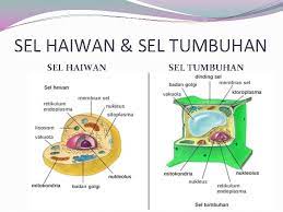 Maybe you would like to learn more about one of these? Sel Haiwan Dan Tumbuhan V Perbezaan Sel Haiwan