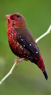 Small Bird With Red Spot On Head Pin On Birds
