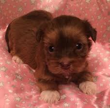 Check spelling or type a new query. Penny Havanese Puppy 606137 Puppyspot