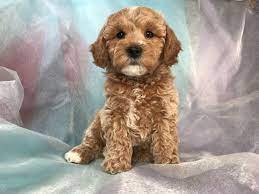 Cockapoo Puppies For Sale Cockapoo Breeder In Iowa Cockapoo Puppies Cockapoo Puppies