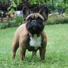 Jan 05, 2018 · they are strongly built and athletic medium sized dogs. Uma French Bulldog Brindle Boxer Cute French Bulldog Bulldog