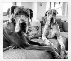 Curious to see what happens.pic.twitter.com/qvrv3o8dtm. Steve Schmidt On Twitter Hmmmm Conferring With Tucker Dog
