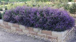 Image result for Hardenbergia