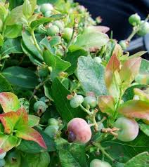 Here we will cover the different types of grafting techniques when grafting to mature trees or cutting down an older apple tree and starting over is when you will. Fruit Trees Small Fruits