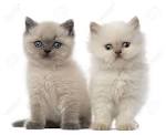 American Shorthair Kittens | American Shorthair Breeders