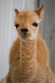 The information on this site is provided for educational and entertainment purposes only. Bbc One On Twitter When An Alpaca Gives Birth It Is Called Unpacking Thanks Qikipedia Photo Katherine