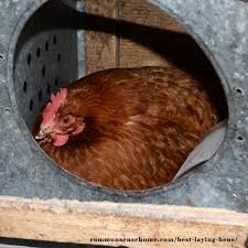 Back in the begging of the last century, it was considered that the blue egg of the araucana is a unique among all chicken breeds. Best Laying Hens For Beginners White Eggs Brown Eggs