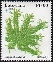 Image result for Euphorbia davyi