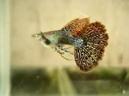 Ada yang murah, dan ada juga yang memiliki harga sangat mahal per ekornya! Karakteristik Dan Jenis Ikan Guppy Yang Tercantik Dan Termahal Ragam Jenis Ikan