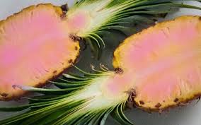 Image result for pink pineapple plant