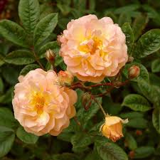 Maybe you would like to learn more about one of these? Ghislaine De Feligonde Rambling Rose Harrod Horticultural