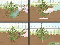 Work the soil to a depth of about 12 inches (30.5 cm), and mix in compost or fertilizer you're using. How To Plant A Garden 10 Steps With Pictures Wikihow