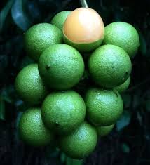 Image result for Melicoccus