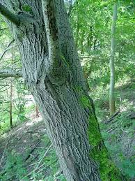 Image result for Goat Willow