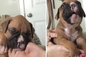 Boxer Pup Stops Mid Kiss To Proudly Declare His Puppy Love Boxer Puppy Sleeping Puppies Boxer Puppies