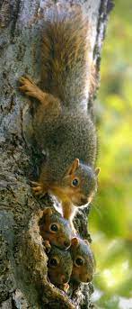 Fox Squirrel Aka The Eastern Fox Squirrel Or Bryant S Fox Squirrel The Largest Species Of Tree Squirrel Native To North America Animals Cute Squirrel Nature Animals