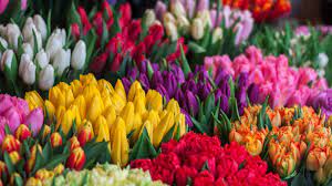 Get inspired with our handpicked collection of flower pictures hd to 4k quality available for commercial use download now for free! The Language Of Flowers Here S What Different Flower Colors Mean
