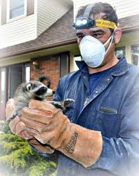 Our pest control for raccoons is performed by a professional wildlife team member who can determine if you modern pest's wildlife control team will assess your structure and determine if there is raccoon activity. Humane Wildlife Removal And Pest Control Squirrel Raccoon Mice And Bat Removal Services