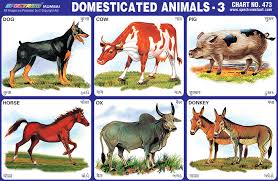 spectrum educational charts chart 473 domesticated animals 3