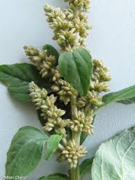 Image result for Amaranthus deflexus