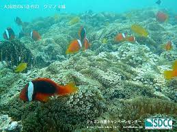 辺野古 大浦湾の写真 動物 写真 辺野古