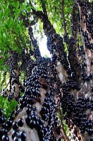 Jenis pokok anggur ini harus dipangkas pada akhir musim sejuk atau awal musim bunga untuk memberi mereka masa untuk menghasilkan tunas dan bunga baru untuk musim tanam berikutnya. 2 Jenis Anggur Pohon Yang Bisa Anda Miliki Bibit Buahku