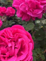 Jun 19, 2021 · yüzü i̇sparta gülü. Isparta Gulu Muhemmedi Rosa Yasemin Ziraat Sirketi Facebook