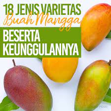 Beberapa tempat di indonesia juga memiliki mangga asli daerah mereka sendiri, salah satunya ialah indramayu. 18 Jenis Varietas Buah Mangga Beserta Keunggulannya