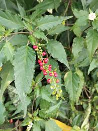 Image result for Petiveriaceae