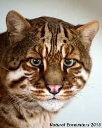 These cat breeds are from all over the world, and you can tell by their looks and character that they are not exactly the cats next door. Caturday Snapshot Asian Golden International Society For Endangered Cats Isec Canada