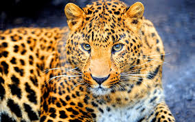 See more ideas about panther, wild cats, animals beautiful. Black Jaguar Animal Search Results Page 3 Eskipaper Com Cool Wallpapers