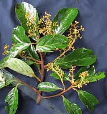 Image result for Ocotea