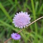 Image result for Crassocephalum rubens