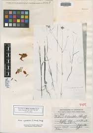 Image result for Bidens kilimandscharica