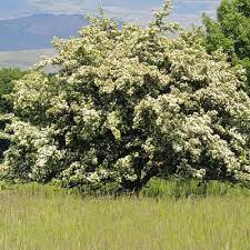 Video's direct beschikbaar in 4k en hd voor elke nle. 5 Best Trees For Small Spaces In Your Dayton Landscape Arbor Experts Tree Care In Dayton Oh