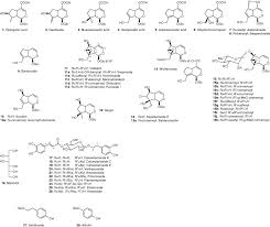Image result for Jamesbrittenia fodina × huillana