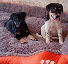 Do drop by this sunday at summit usj mall to adopt! Malaysian Dogs Deserve Better Holding Adoption Drive At Jaya One The Star