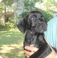 The appearance of a lab hound mixed breed puppy like this could be any blend of its parents. Old Bridge Nj Labrador Retriever Meet Austin A Pet For Adoption