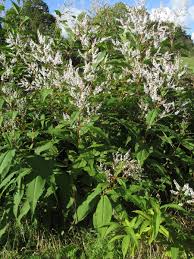 Image result for Polystachya anastacialynae