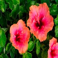 Image result for Hibiscus reekmansii