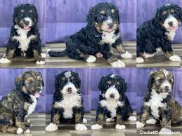Bernedoodle puppies immediately available uk. Bernedoodle And Mini Bernedoodles For Sale