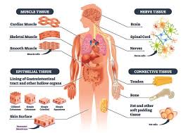 Both brown and beige adipose burn fat and produce heat. Connective Tissue The Definitive Guide Biology Dictionary