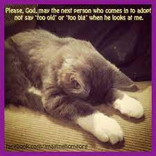 Prayer for a sick pet. Homeless Pets Killing Cat Prayer Please God Let Me Be Adopted End Trophy Hunting Now