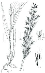 Image result for Cymbopogon caesius