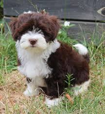 Bichon Havanais Elevage Chocolat
