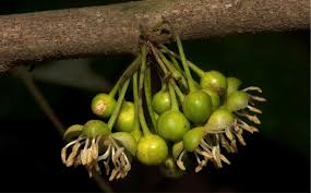 Image result for Drypetes