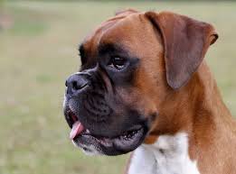 350 Boxer Dog Names Popular Male And Female Names Petpress
